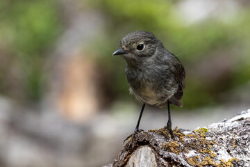 South Island Robin Endemic to New Zealand