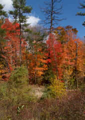 Spectacular Autumn Foliage in Toronto Ravine