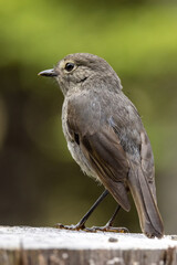 South Island Robin Endemic to New Zealand