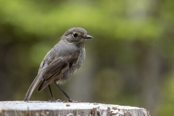 South Island Robin Endemic to New Zealand
