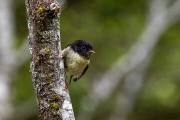 South Island Tomtit Endemic to New Zealand