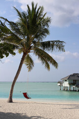 Morning in the Maldives, the Indian Ocean shore with white sand, corals, a palm tree with a hanging chair and a villa over azure water