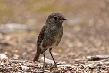 South Island Robin Endemic to New Zealand
