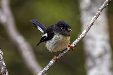 South Island Tomtit Endemic to New Zealand