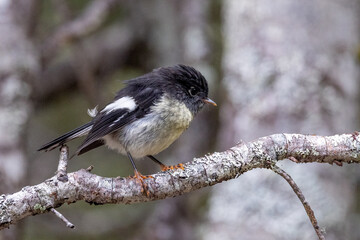 South Island Tomtit Endemic to New Zealand