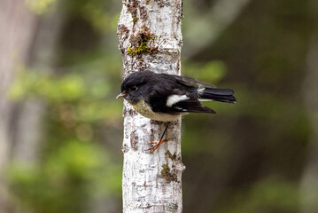 South Island Tomtit Endemic to New Zealand