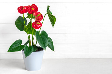 House plant Anthurium in white flowerpot isolated on white background Anthurium is heart - shaped flower Flamingo flowers or Anthurium andraeanum - 475027700