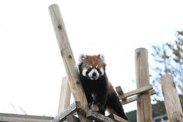 レッサーパンダ