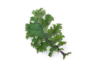 Fototapeta premium Close up kale leaves isolated on white background.