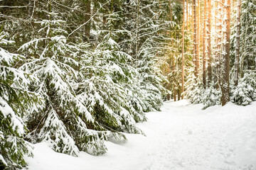 Beautiful winter landscape. Snow covered trees in the forest. Winter nature background.