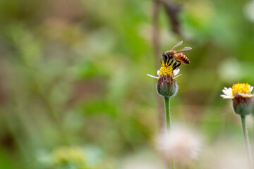 Beautiful butterfly in the garden