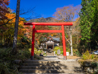 Autumn leaves in a shrine (Kintoki shrine, Hakone, Kanagawa, Japan)