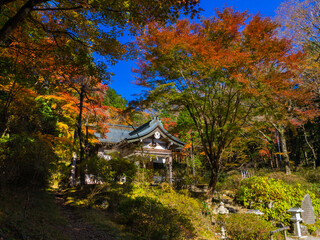 Autumn leaves in a shrine (Kintoki shrine, Hakone, Kanagawa, Japan)