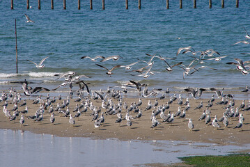 海鳥の乱舞。賑やかで美しい。