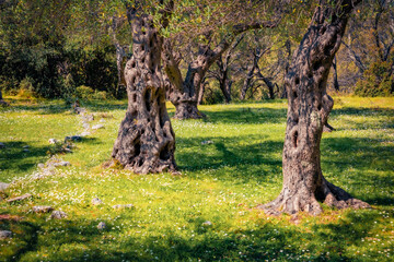 Fototapeta na wymiar Fresh green view of olive garden. Colorfull rural scene of Albania, Europe. Beauty of nature concept background.