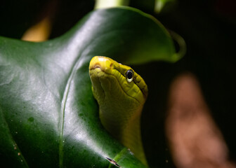 green snake in a tree