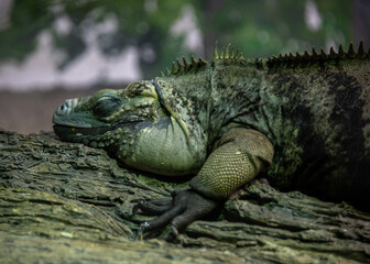 iguana on a tree