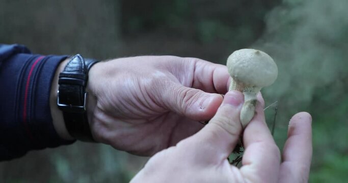 hands squeeze the mushroom and it explodes and dust