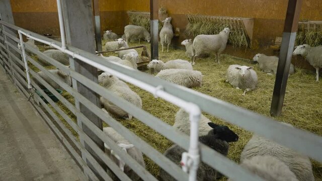 Sheep with full wool, ready for summer shearing. Sheep in a corral under the roof. A flock of sheep is resting in a winter stable under a roof on straw. Sheep in a warm paddock on a farm.