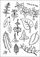 Set of vector vegetal decorative elements, contours, silhouettes of leaves in black and white, different forms of tropical leaves.