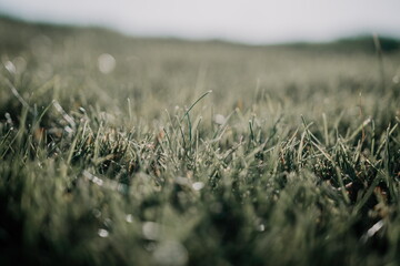 Close up of the green grass lawn with sun beam, soft focus, copy space.