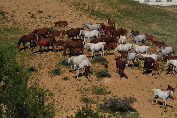 Horses on a farm, Arabian hors. 