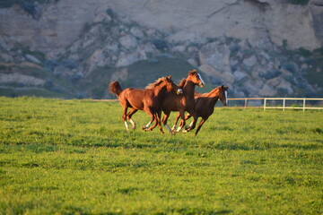 Horses on a farm, Arabian hors. 