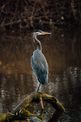 Blue heron standing on a log in the water, located in Chilliwack BC Canada near Vancouver, Abbotsford and Hope.	