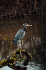 Blue heron standing on a log in the water, located in Chilliwack BC Canada near Vancouver, Abbotsford and Hope.	