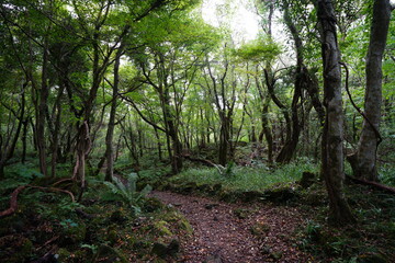 Fototapeta premium a fascinating footpath through autumn forest