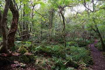 a fascinating footpath through autumn forest