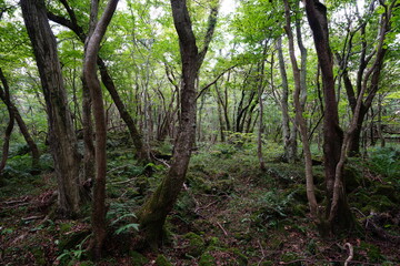 a dense forest with old trees and vines