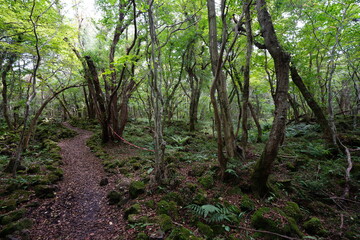 a fascinating footpath through autumn forest