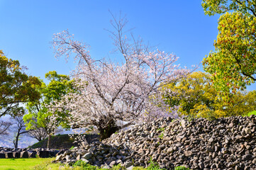 桜花咲く季節「二の丸公園から桜と石垣瓦礫」
Cherry blossom season 