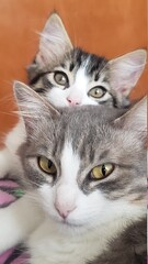 portrait of a cats with a eyes