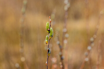 Willow branch with fluffy catkins in the forest on a blurred background