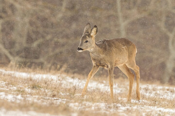 Juvenile roe deer, capreolus capreolus, walking on field in snowing nature. Immature female mammal moving on snowy grass. Little brown animal marching on glade.