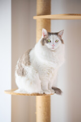 家のキャットタワーの上に座っている白猫