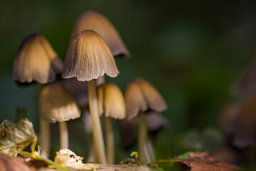 Mushrooms containing psilocybin grow in the forest. Paneolus mushrooms. Panaeolus papilionaceus. Close-up macro photo with shallow depth of field.