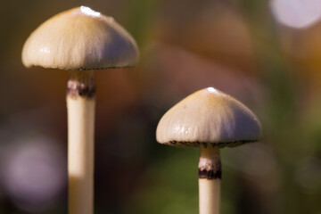 Mushrooms containing psilocybin grow in the forest. Psychedelic mushrooms. Close-up macro photo with shallow depth of field.