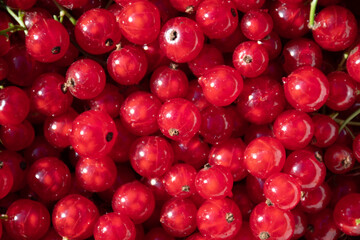 Solid pattern of wild berries: red ripe currants of a fresh healthy harvest, selective focus: healthy snack and vitamins