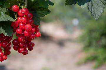 A bunch of fresh ripe red currant berries on a bright sunny day on a blurry background, soft focus: a place for text, a gardening concept, a table for harvest rules