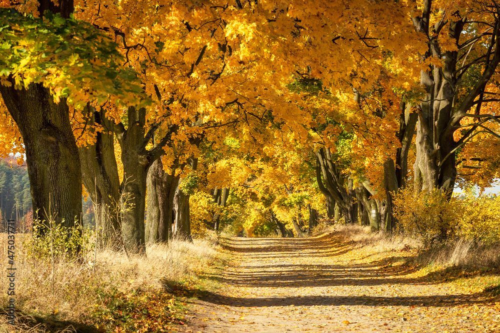 Wall mural beautiful autumn avenue with maple trees - Wall murals
