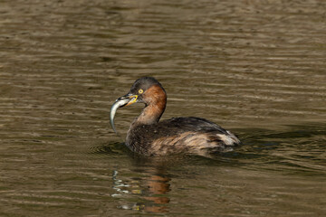 小魚を食べるカイツブリ