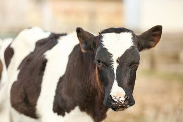 Obraz na płótnie Canvas Black and white calf on farmyard, closeup