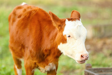 Naklejka na ściany i meble Funny calf at farm, closeup
