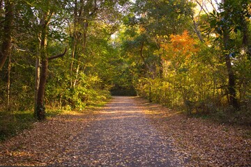 紅葉した森の並木道