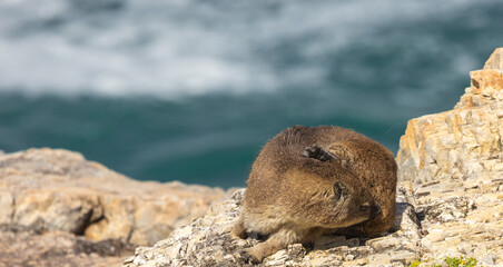 Naklejka premium Rock Hyrax (Procavia capensis) in Hermanus, Western Cape of South Africaa