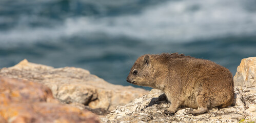 Side View of a Cape Hyrax (Procavia capensis) in Hermanus, Western Cape of South Africa
