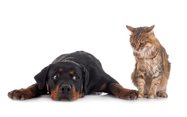 Kurilian Bobtail and rottweiler